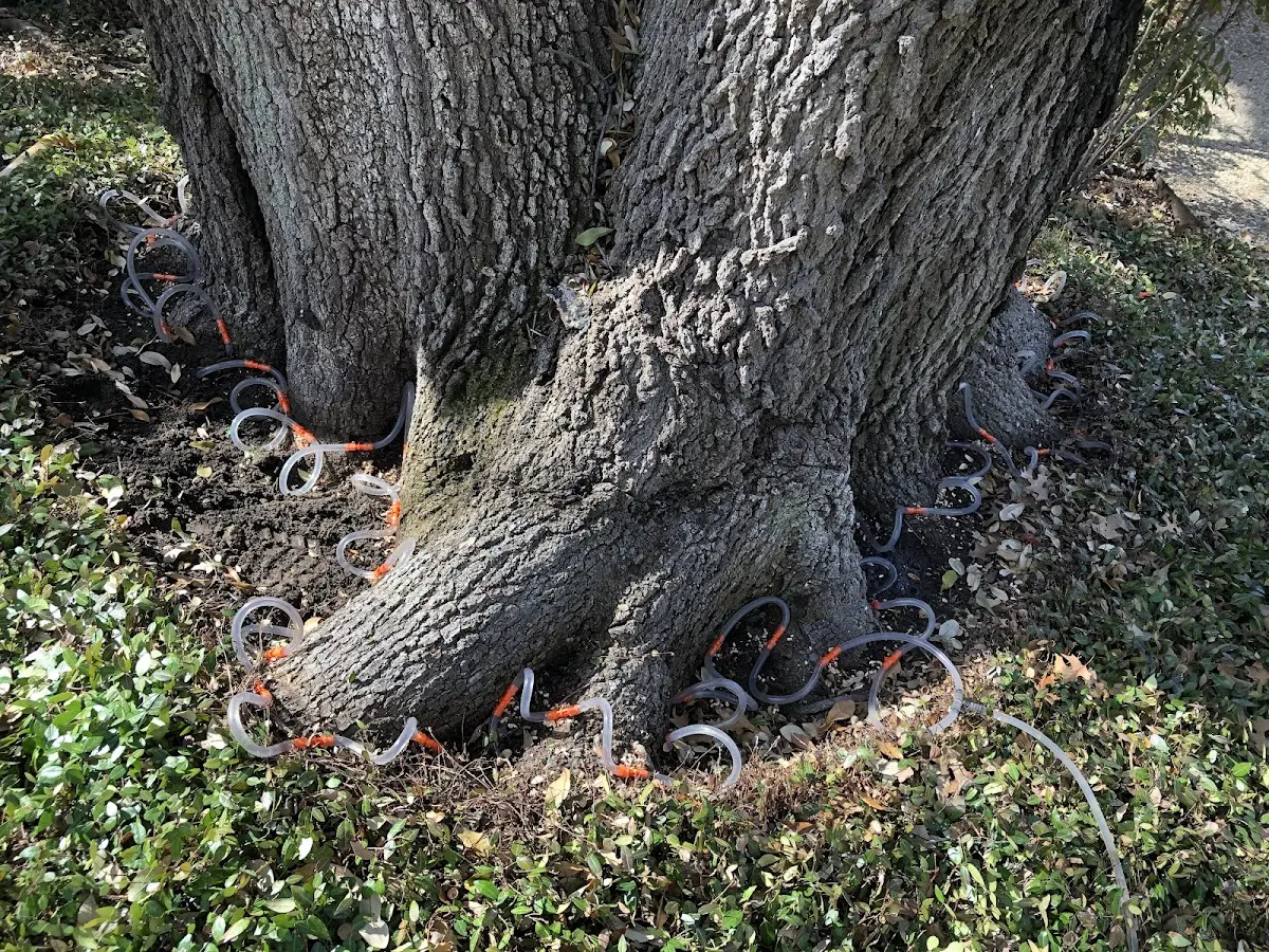 Detailed Tree Cabling and Bracing job site in Paynes Creek