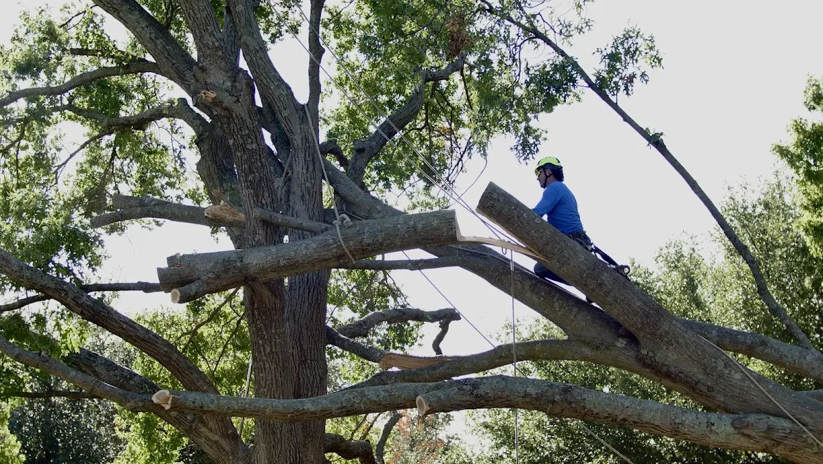 Professional Crown Thinning performed by certified arborists in Paynes Creek